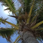 Generic palm tree